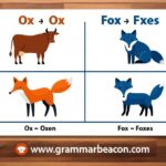Plurals of ‘Ox’ and ‘Fox’